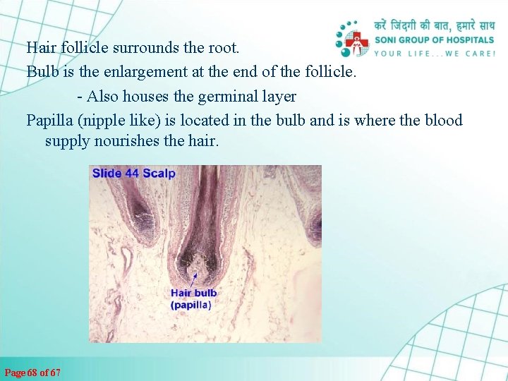 Hair follicle surrounds the root. Bulb is the enlargement at the end of the