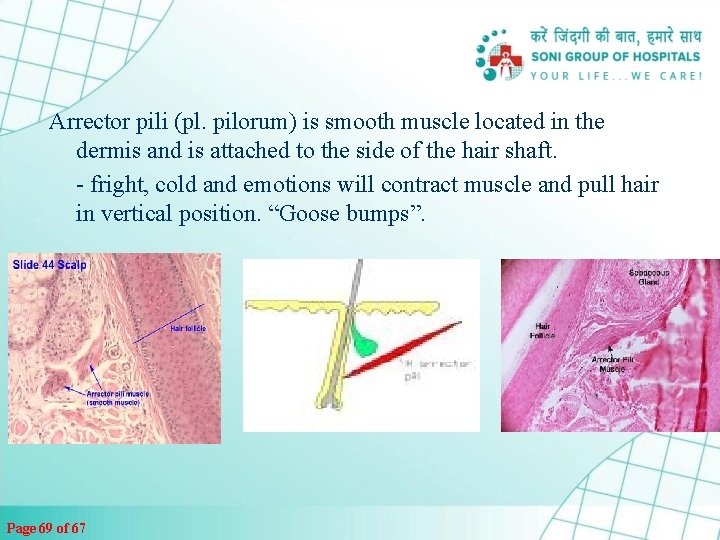 Arrector pili (pl. pilorum) is smooth muscle located in the dermis and is attached