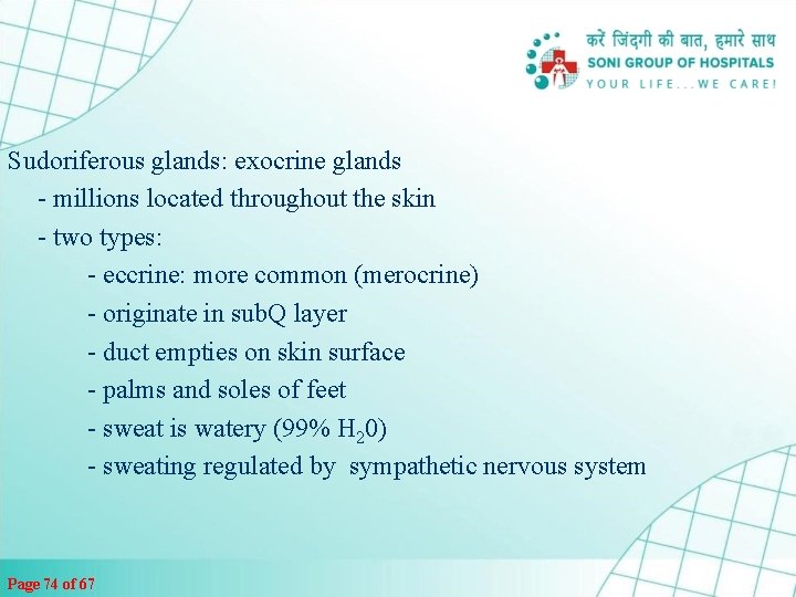 Sudoriferous glands: exocrine glands - millions located throughout the skin - two types: -