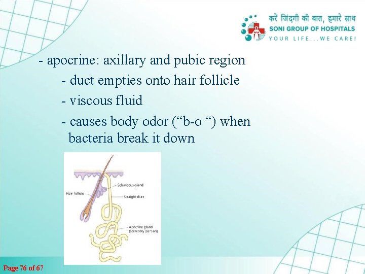 - apocrine: axillary and pubic region - duct empties onto hair follicle - viscous