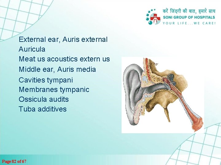 External ear, Auris external Auricula Meat us acoustics extern us Middle ear, Auris media