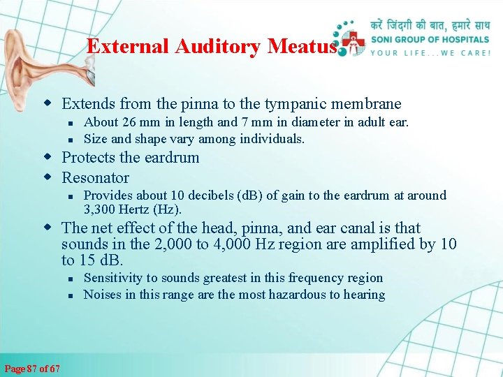 External Auditory Meatus w Extends from the pinna to the tympanic membrane n n