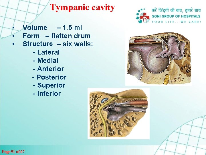Tympanic cavity • • • Volume – 1. 5 ml Form – flatten drum