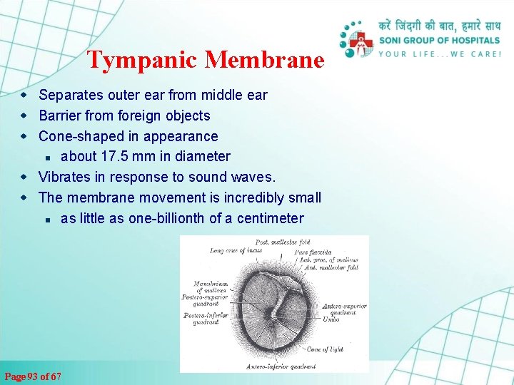 Tympanic Membrane w Separates outer ear from middle ear w Barrier from foreign objects