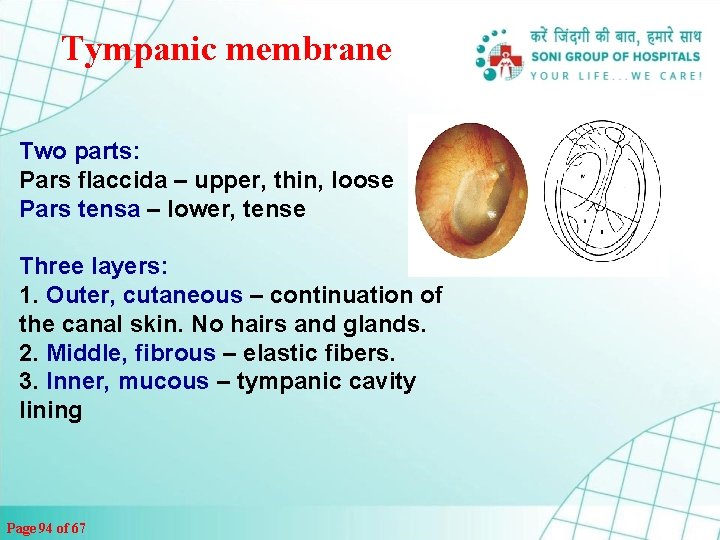 Tympanic membrane Two parts: Pars flaccida – upper, thin, loose Pars tensa – lower,