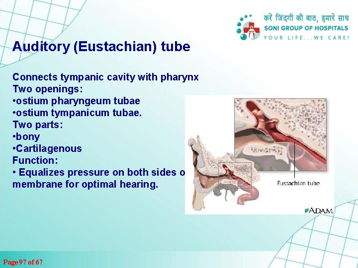 Auditory (Eustachian) tube Connects tympanic cavity with pharynx Two openings: • ostium pharyngeum tubae