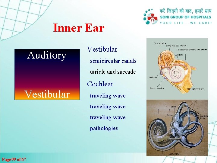 Inner Ear Auditory Vestibular semicircular canals utricle and saccade Cochlear Vestibular traveling wave pathologies