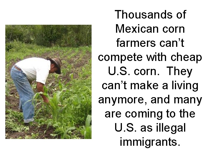 Thousands of Mexican corn farmers can’t compete with cheap U. S. corn. They can’t