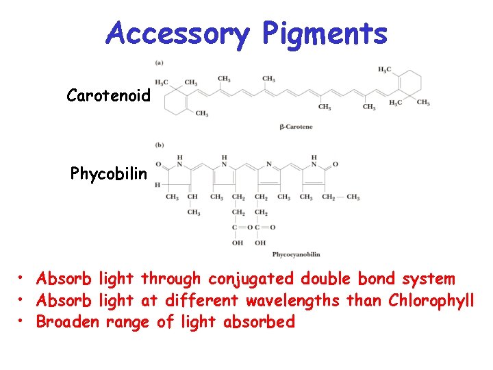 Accessory Pigments Carotenoid Phycobilin • Absorb light through conjugated double bond system • Absorb