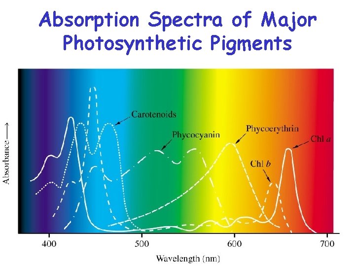 Absorption Spectra of Major Photosynthetic Pigments 