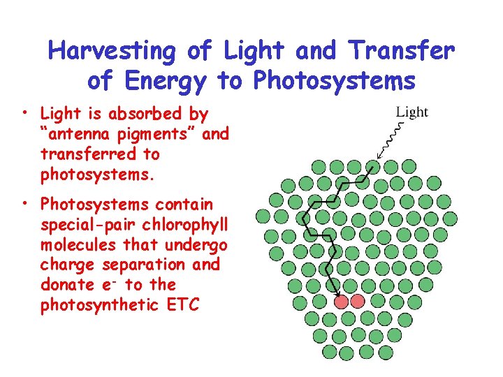 Harvesting of Light and Transfer of Energy to Photosystems • Light is absorbed by