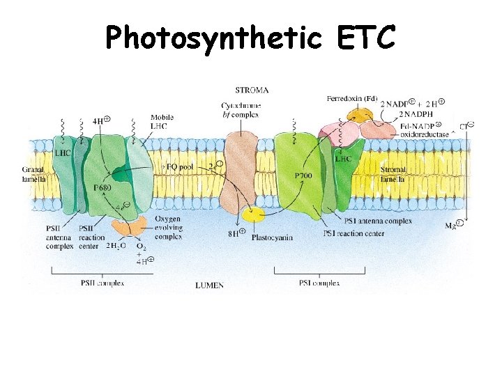 Photosynthetic ETC 