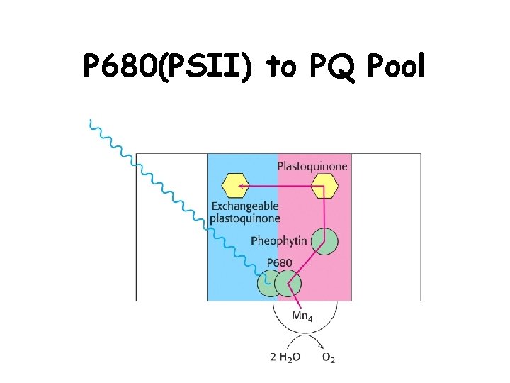 P 680(PSII) to PQ Pool 