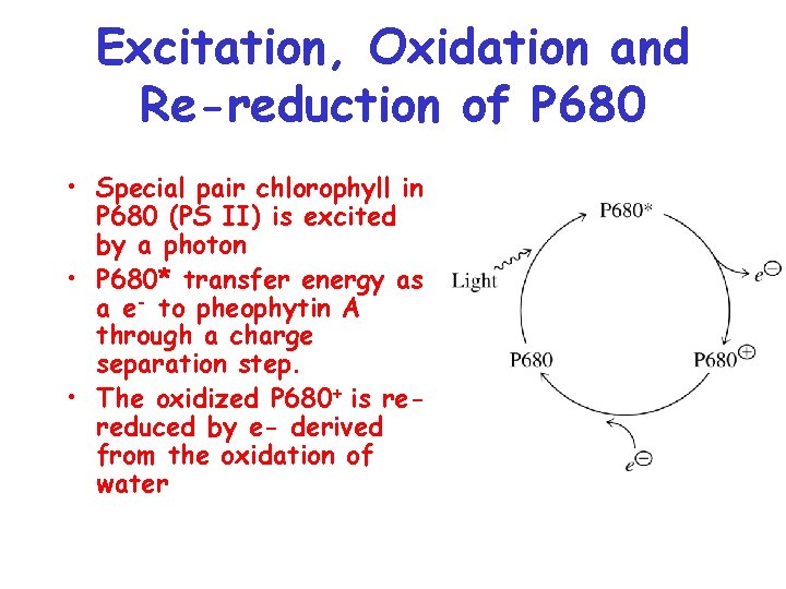 Excitation, Oxidation and Re-reduction of P 680 • Special pair chlorophyll in P 680