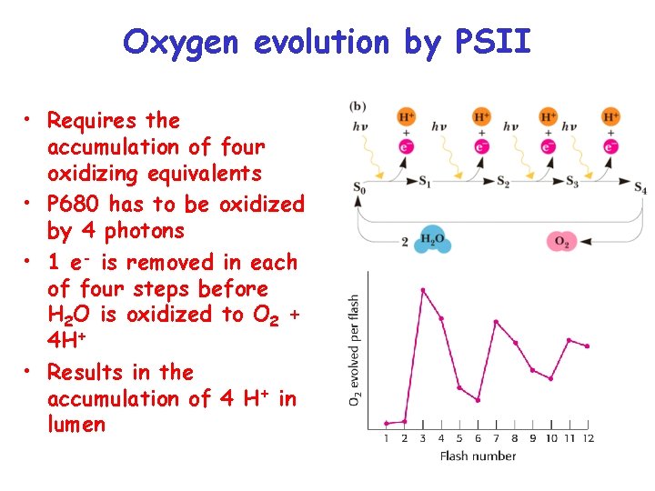 Oxygen evolution by PSII • Requires the accumulation of four oxidizing equivalents • P