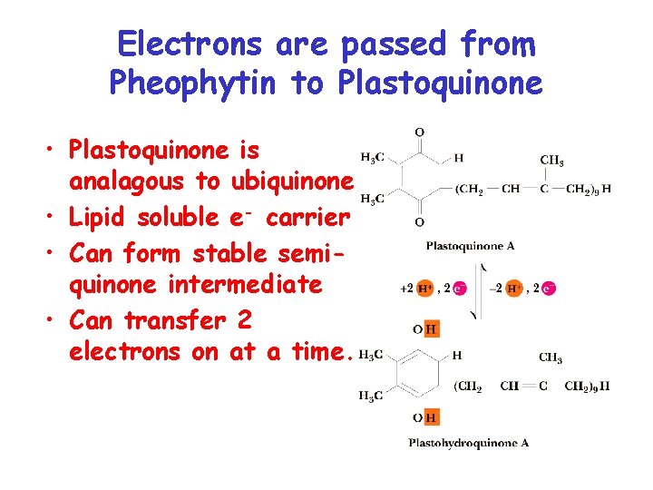 Electrons are passed from Pheophytin to Plastoquinone • Plastoquinone is analagous to ubiquinone •