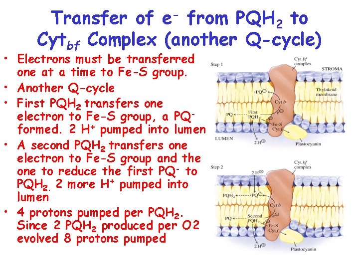 Transfer of e- from PQH 2 to Cytbf Complex (another Q-cycle) • Electrons must