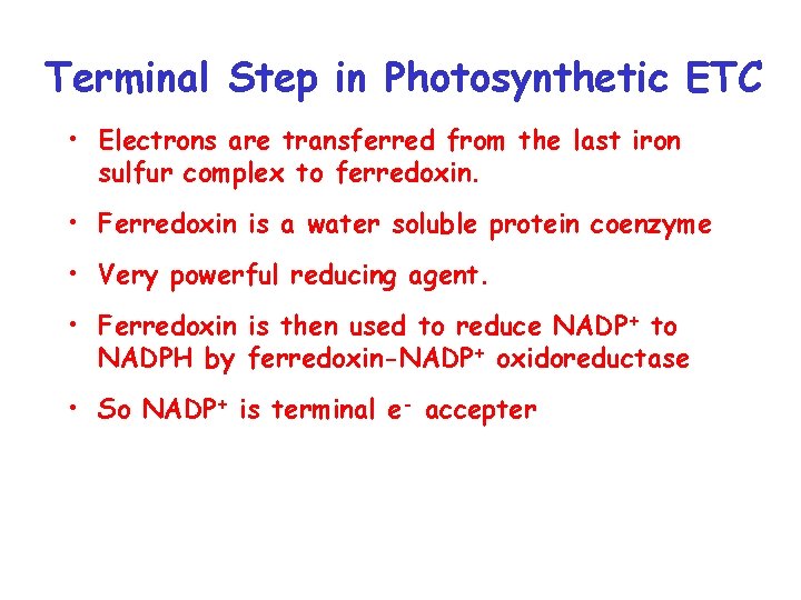 Terminal Step in Photosynthetic ETC • Electrons are transferred from the last iron sulfur