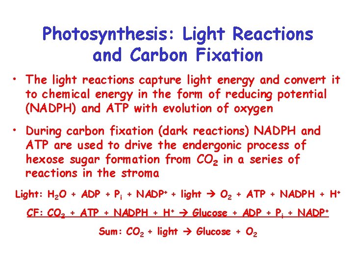 Photosynthesis: Light Reactions and Carbon Fixation • The light reactions capture light energy and