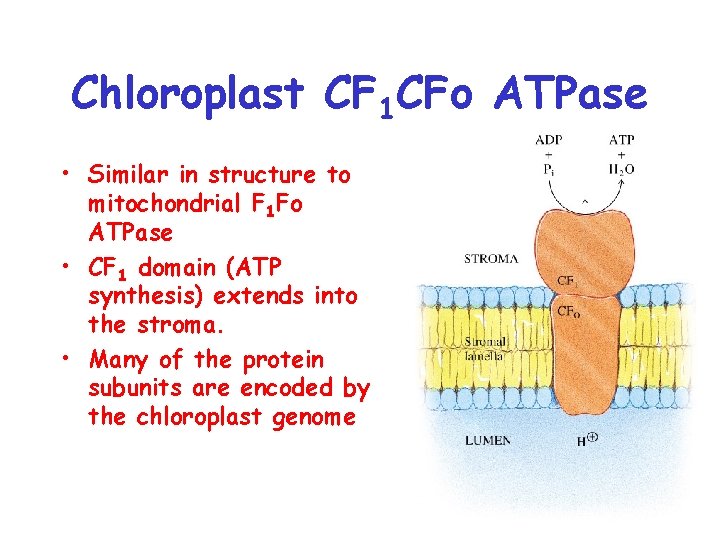 Chloroplast CF 1 CFo ATPase • Similar in structure to mitochondrial F 1 Fo