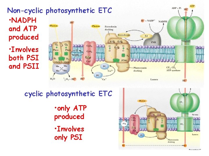 Non-cyclic photosynthetic ETC • NADPH and ATP produced • Involves both PSI and PSII