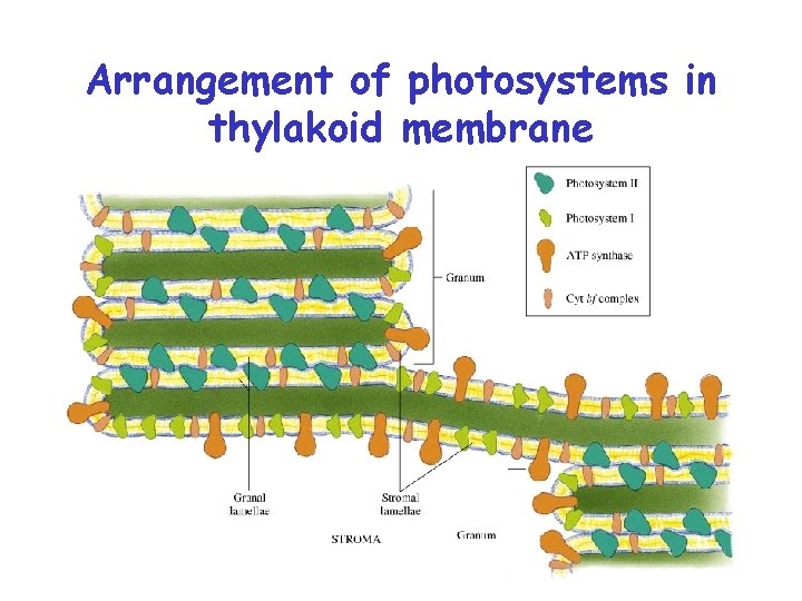 Arrangement of photosystems in thylakoid membrane 