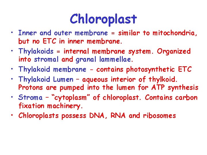 Chloroplast • Inner and outer membrane = similar to mitochondria, but no ETC in