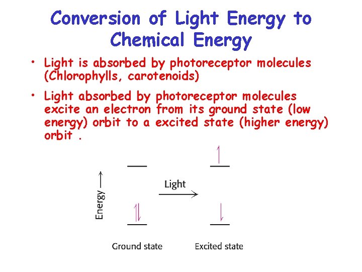 Conversion of Light Energy to Chemical Energy • Light is absorbed by photoreceptor molecules