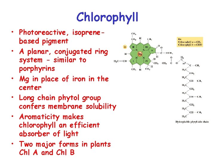 Chlorophyll • Photoreactive, isoprenebased pigment • A planar, conjugated ring system - similar to