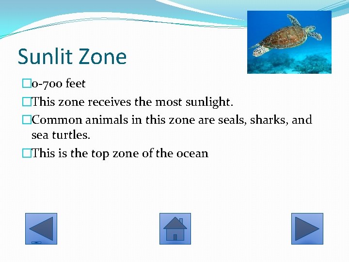 Sunlit Zone � 0 -700 feet �This zone receives the most sunlight. �Common animals