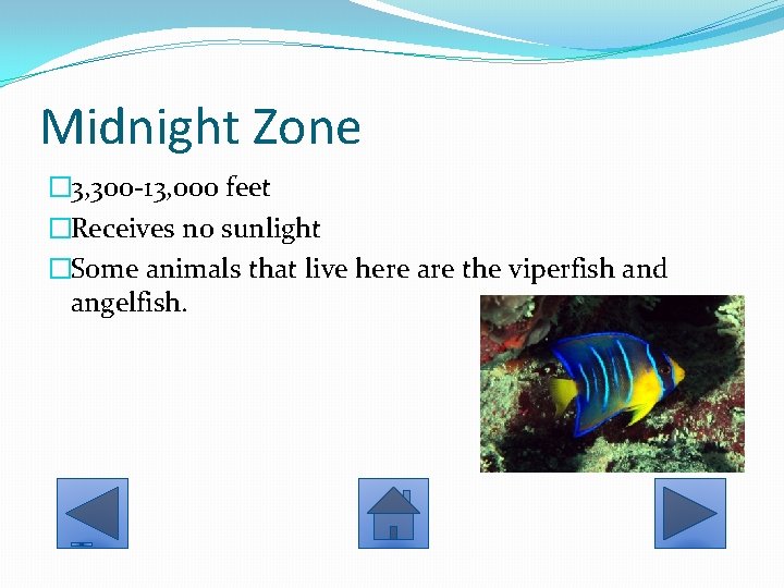 Midnight Zone � 3, 300 -13, 000 feet �Receives no sunlight �Some animals that