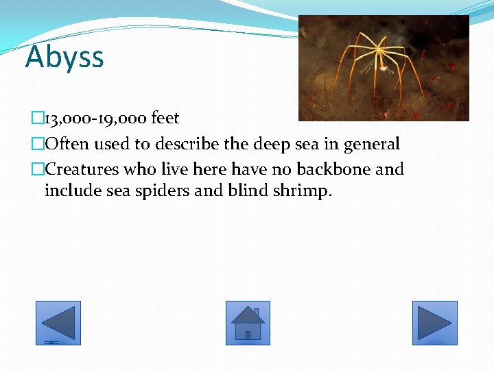 Abyss � 13, 000 -19, 000 feet �Often used to describe the deep sea
