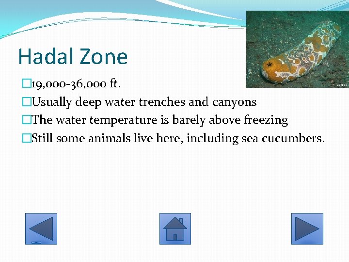 Hadal Zone � 19, 000 -36, 000 ft. �Usually deep water trenches and canyons