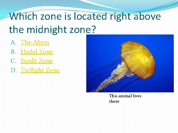 Which zone is located right above the midnight zone? A. B. C. D. The