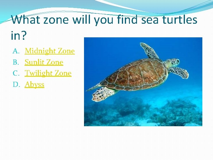 What zone will you find sea turtles in? A. B. C. D. Midnight Zone