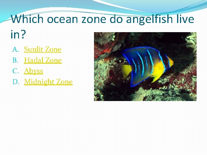 Which ocean zone do angelfish live in? A. B. C. D. Sunlit Zone Hadal