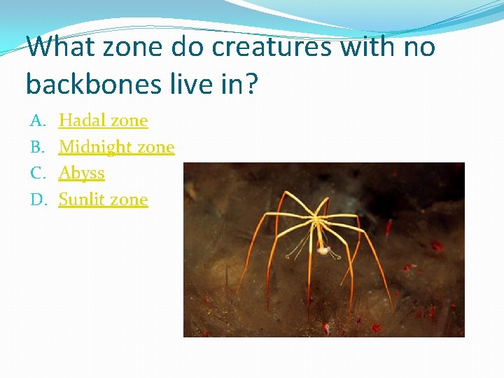 What zone do creatures with no backbones live in? A. B. C. D. Hadal