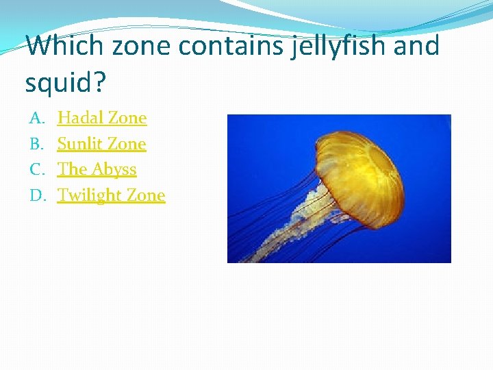 Which zone contains jellyfish and squid? A. B. C. D. Hadal Zone Sunlit Zone