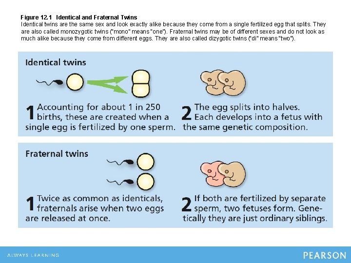 Figure 12. 1 Identical and Fraternal Twins Identical twins are the same sex and