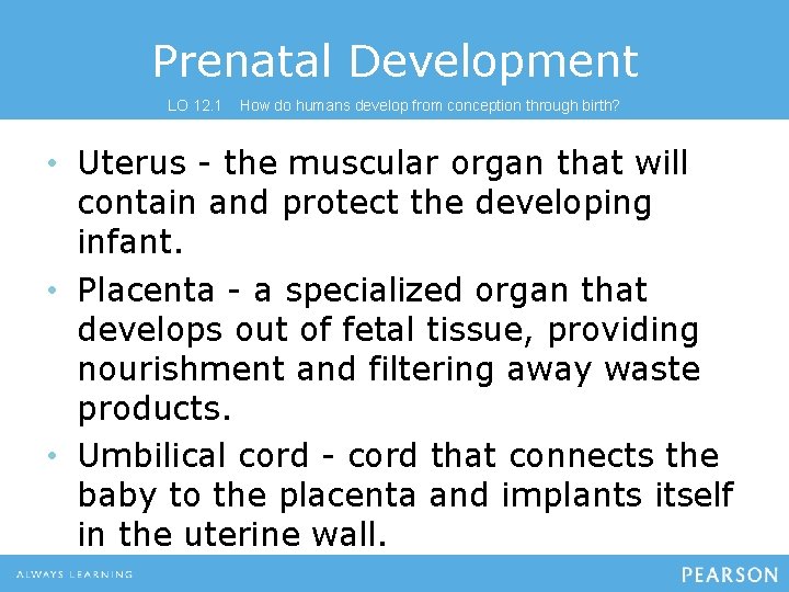 Prenatal Development LO 12. 1 How do humans develop from conception through birth? •