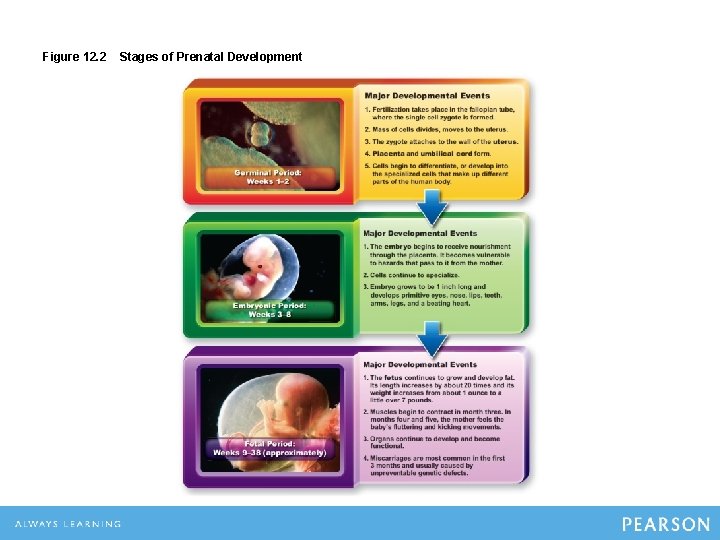 Figure 12. 2 Stages of Prenatal Development 