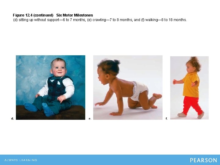 Figure 12. 4 (continued) Six Motor Milestones (d) sitting up without support— 6 to