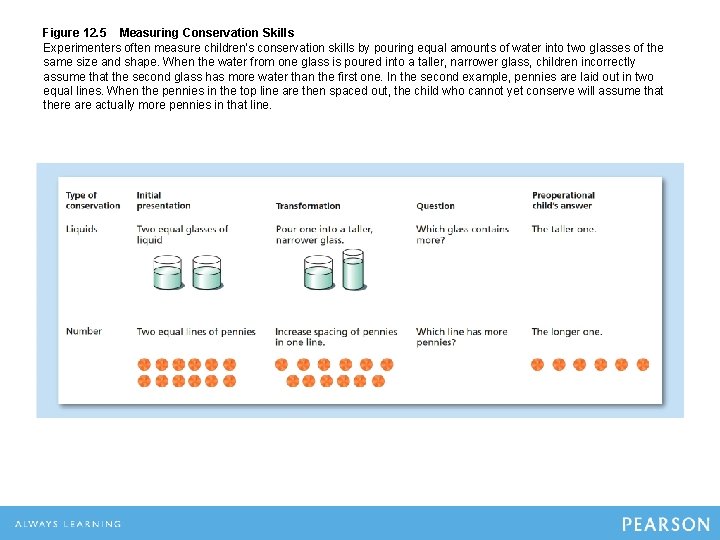 Figure 12. 5 Measuring Conservation Skills Experimenters often measure children's conservation skills by pouring