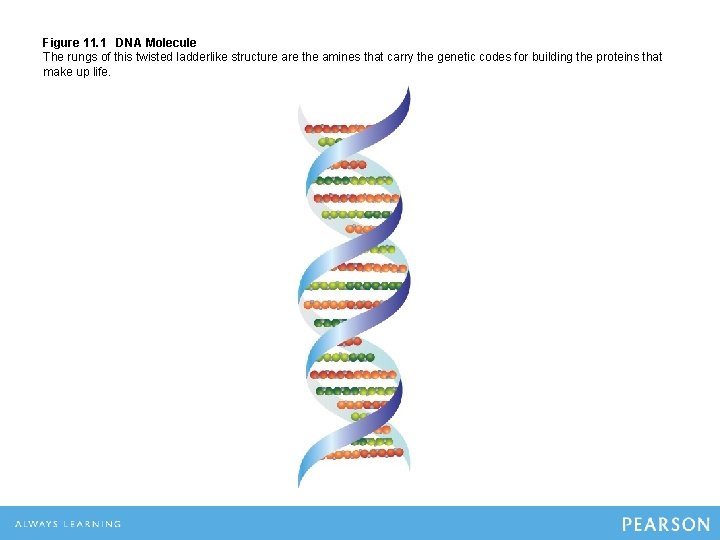 Figure 11. 1 DNA Molecule The rungs of this twisted ladderlike structure are the