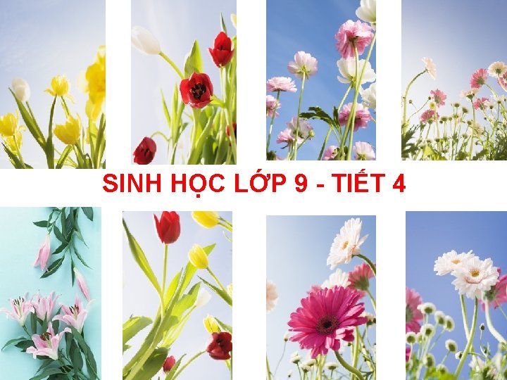 SINH HỌC LỚP 9 TIẾT 4 