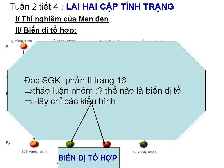 Tuần 2 tiết 4 : LAI HAI CẶP TÍNH TRẠNG I/ Thí nghiệm của