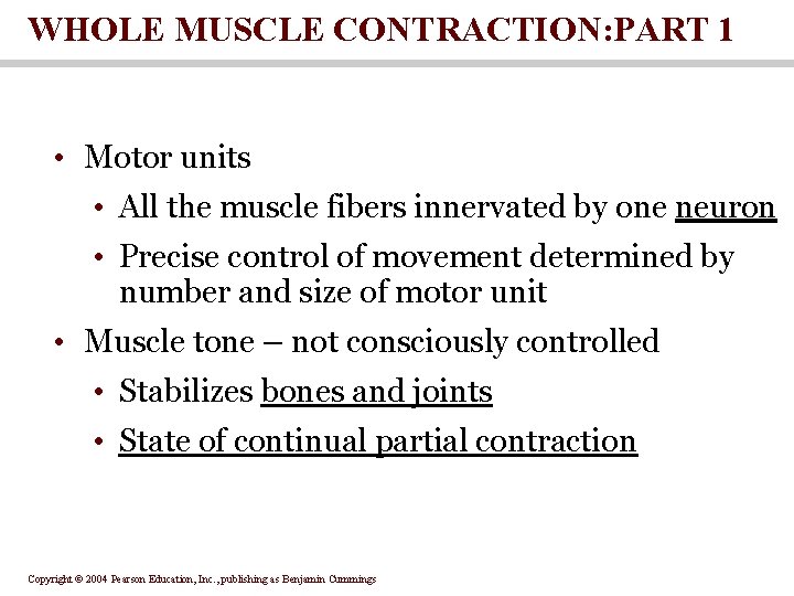 WHOLE MUSCLE CONTRACTION: PART 1 • Motor units • All the muscle fibers innervated