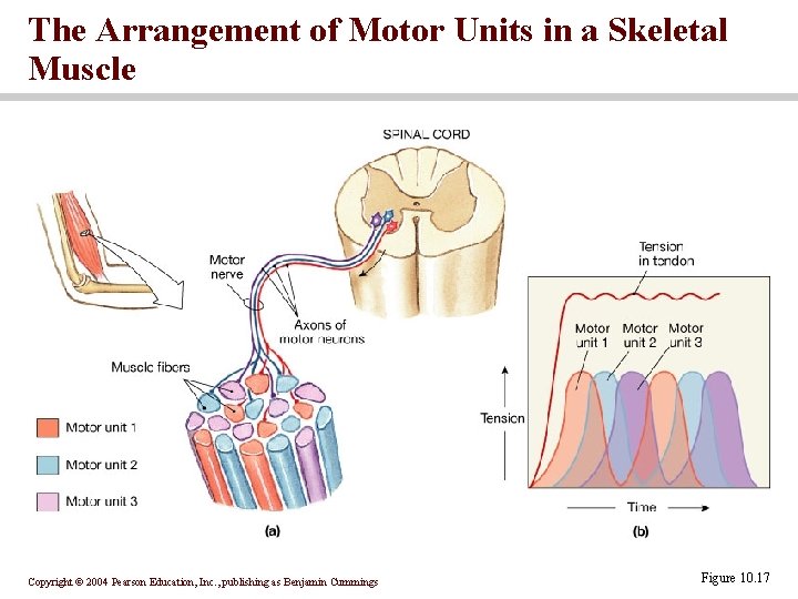 The Arrangement of Motor Units in a Skeletal Muscle Copyright © 2004 Pearson Education,