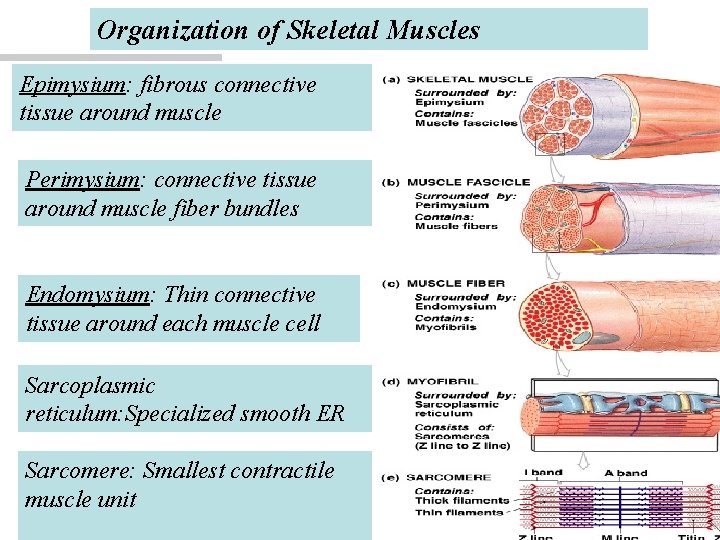 Organization of Skeletal Muscles Epimysium: fibrous connective tissue around muscle Perimysium: connective tissue around