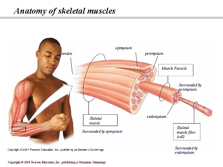 Anatomy of skeletal muscles epimysium tendon perimysium Muscle Fascicle Surrounded by perimysium Skeletal muscle